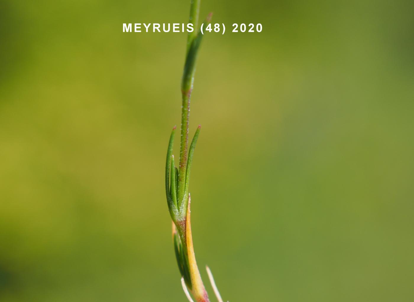 Sandwort, (Beaked) leaf